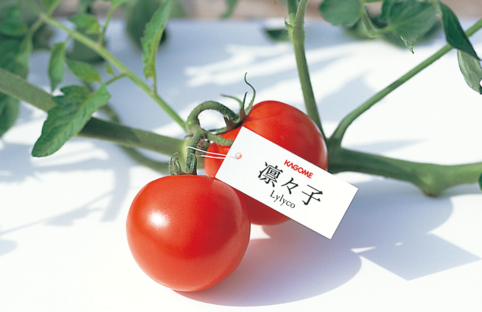 トマトの苗をもらって、おうちで育てよう！